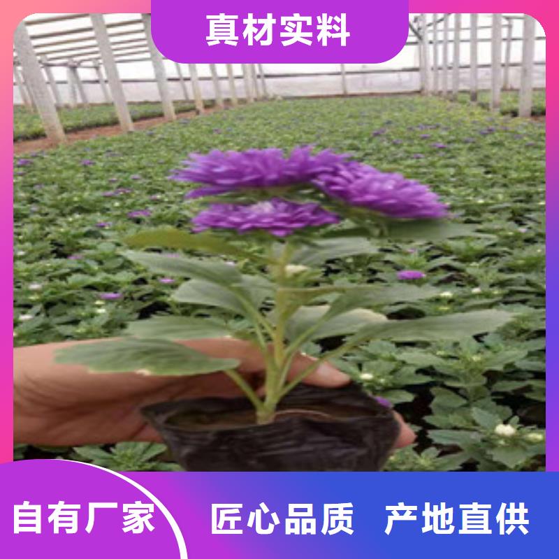 宿根花卉_【魯冰花/粉黛亂子草】商家直供