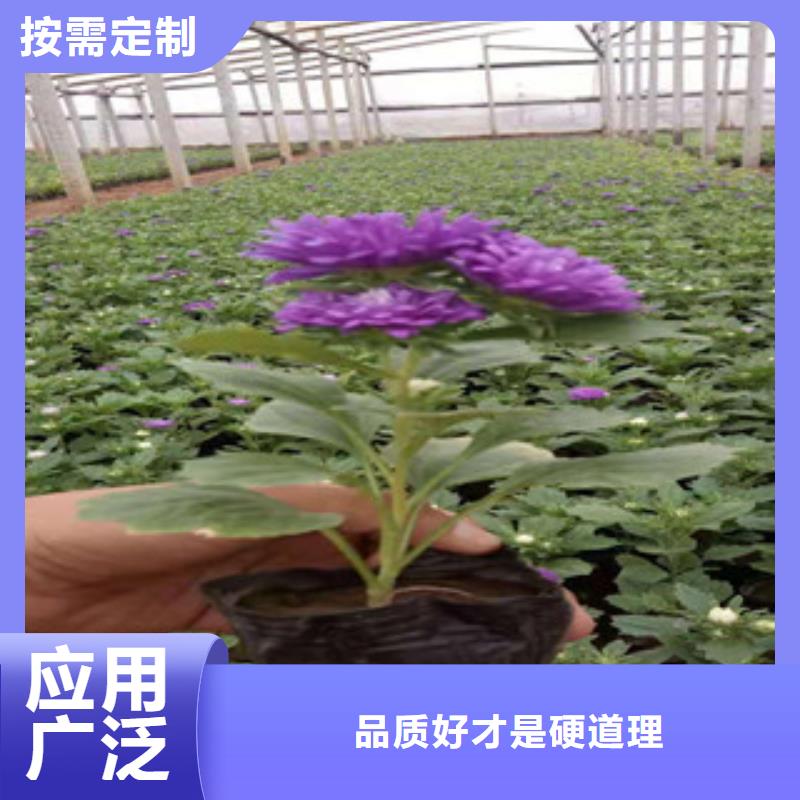 宿根花卉花海景觀工程產品優良