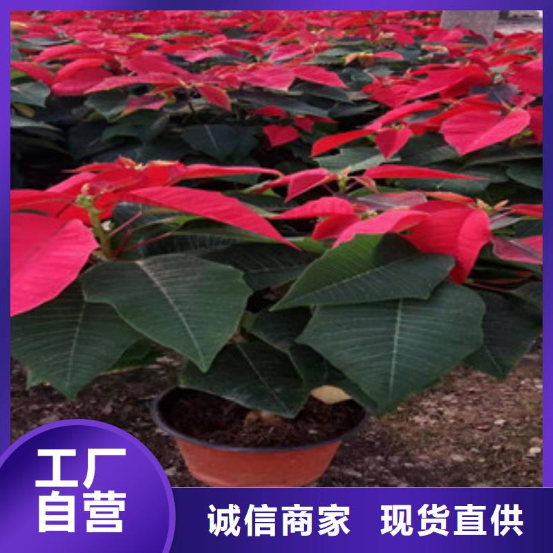 宿根花卉五一国庆草花批发多年行业经验