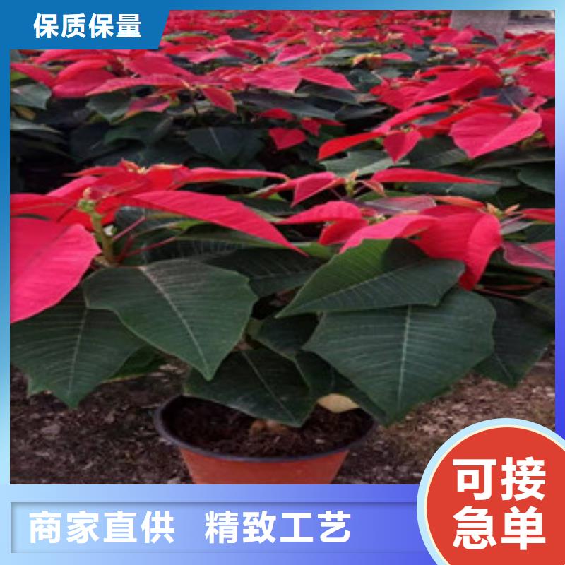 【宿根花卉花海景觀工程聯(lián)系廠家】