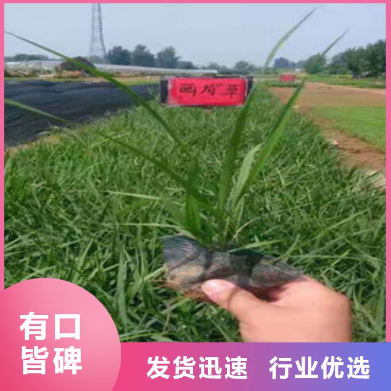 宿根花卉观赏草/蒲苇狼尾草高质量高信誉