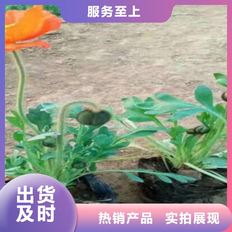 宿根花卉水生植物/荷花睡蓮廠家實(shí)力雄厚