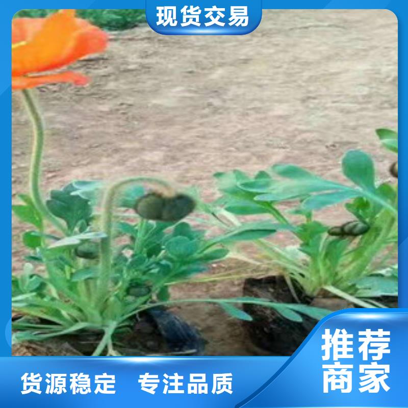 宿根花卉時令花卉/綠化草花價格庫存齊全廠家直供