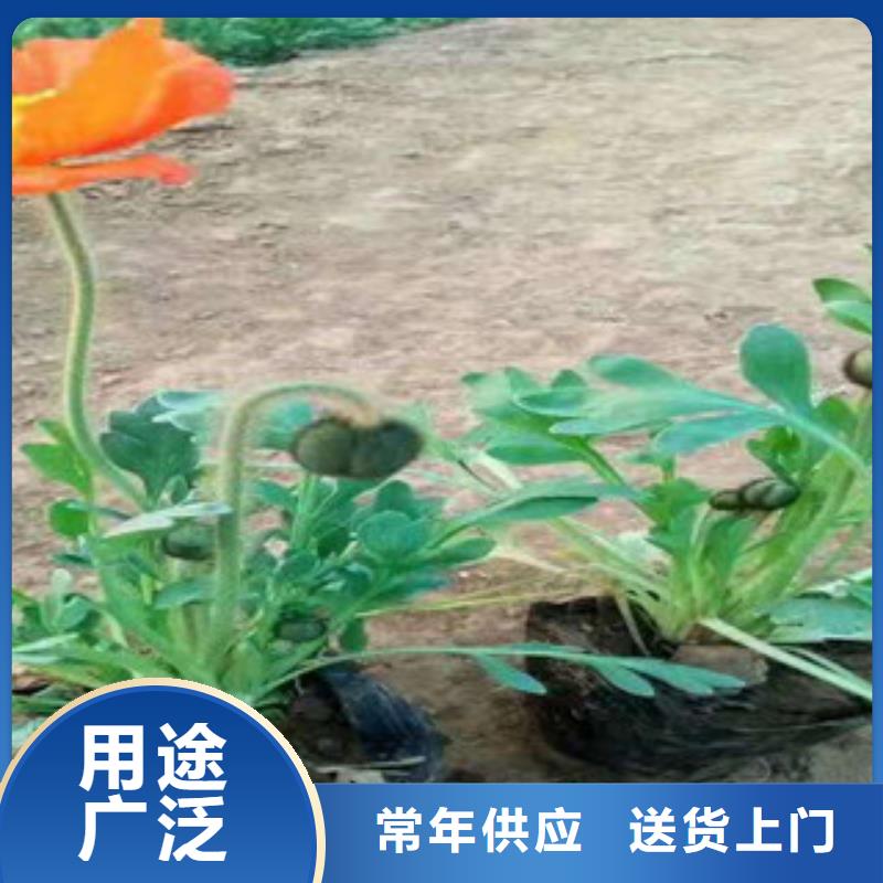 【宿根花卉】耐寒耐旱草花基地厂家质量过硬