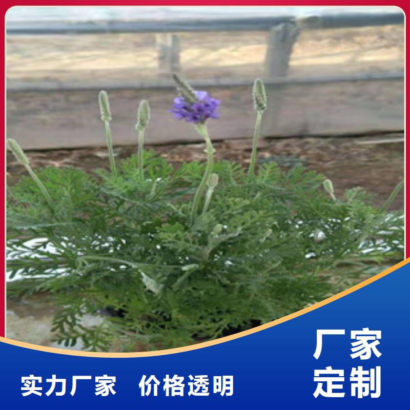 宿根花卉耐寒耐旱草花基地核心技术