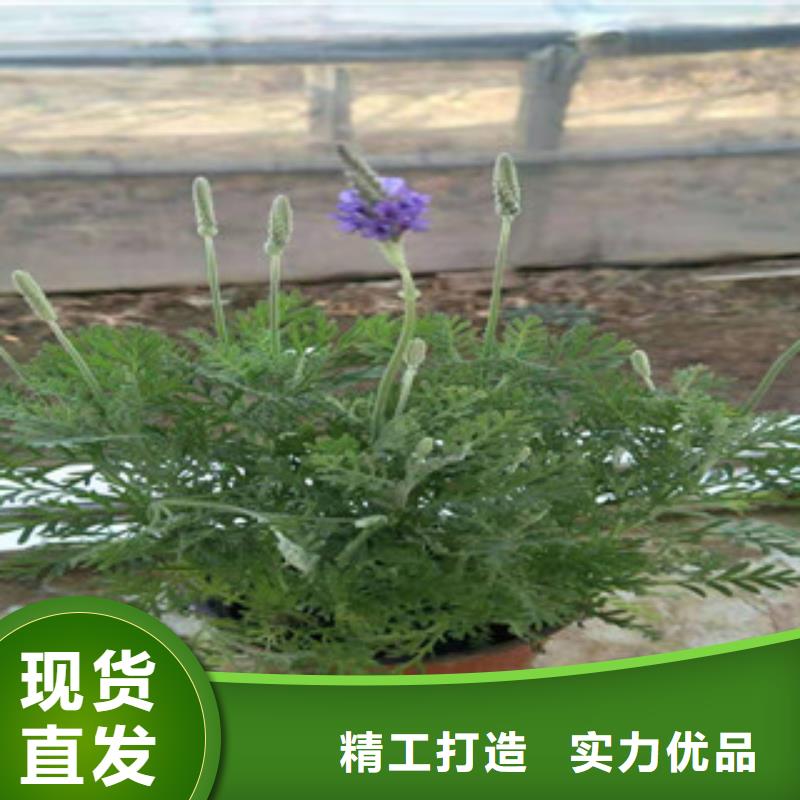 宿根花卉魯冰花/粉黛亂子草質優價保