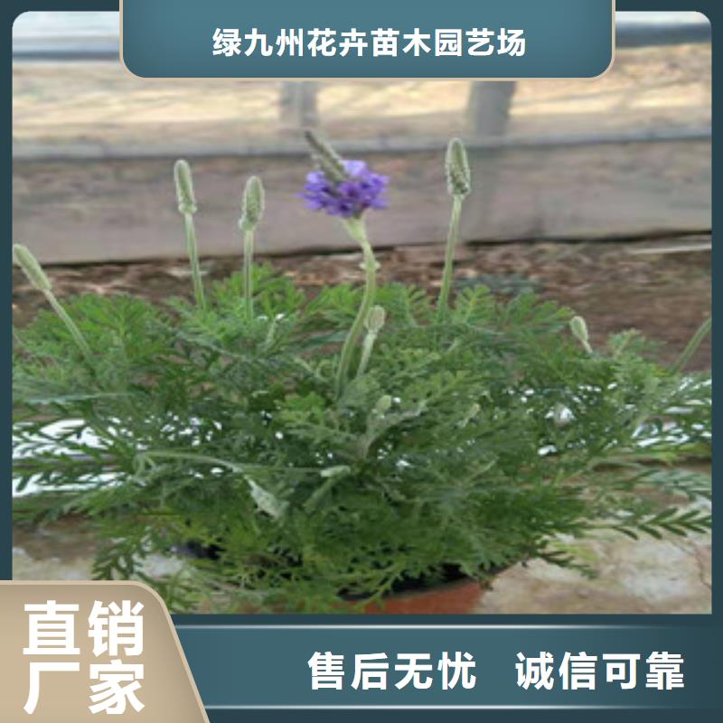 宿根花卉柳葉馬鞭草/薰衣草源廠供貨