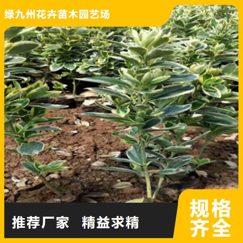 宿根花卉時令花卉/綠化草花價格真實拍攝品質可靠