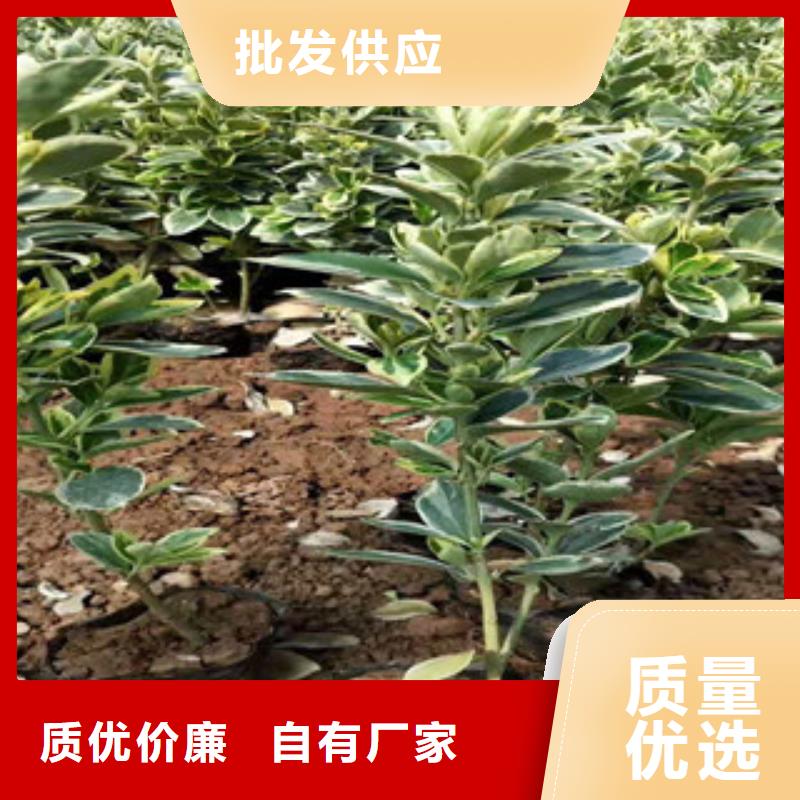 宿根花卉水生植物/荷花睡莲实力见证