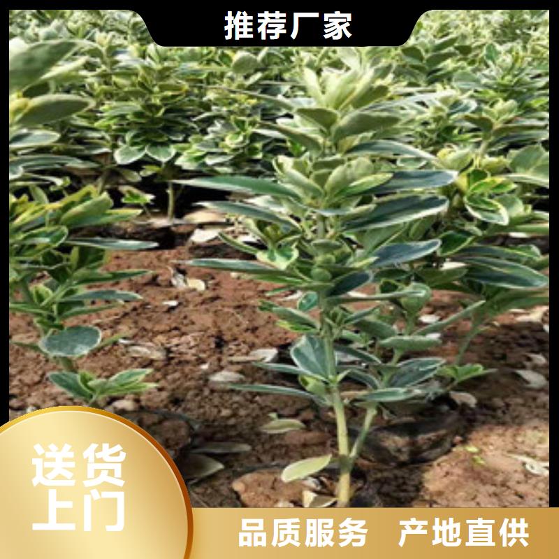 宿根花卉_水生植物/荷花睡蓮物美價優