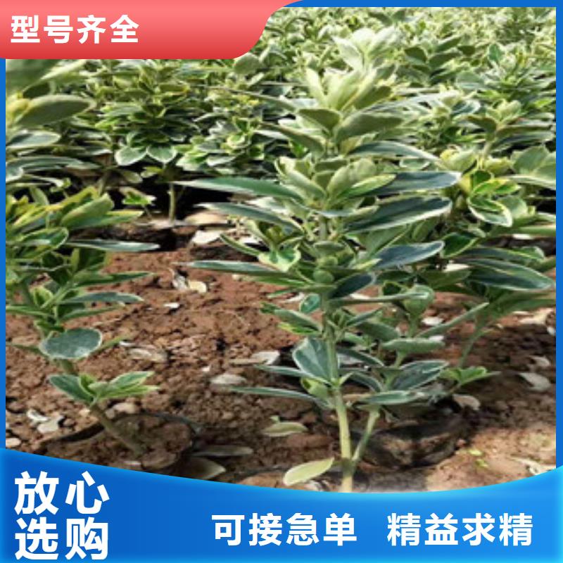 【宿根花卉耐寒耐旱草花基地量大从优】