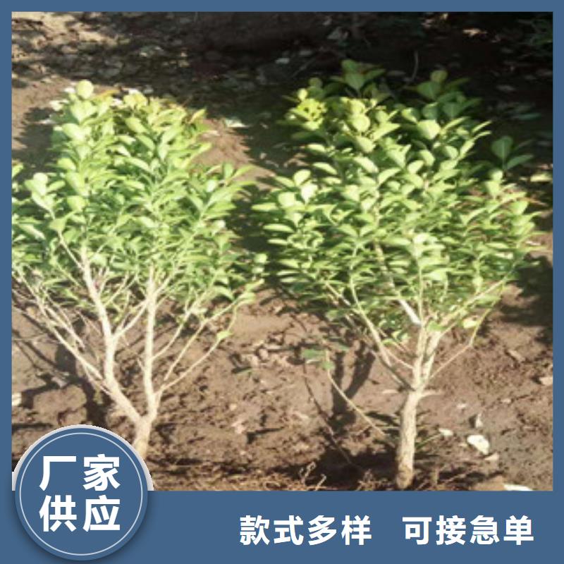 宿根花卉水生植物/荷花睡蓮廠家直銷(xiāo)值得選擇