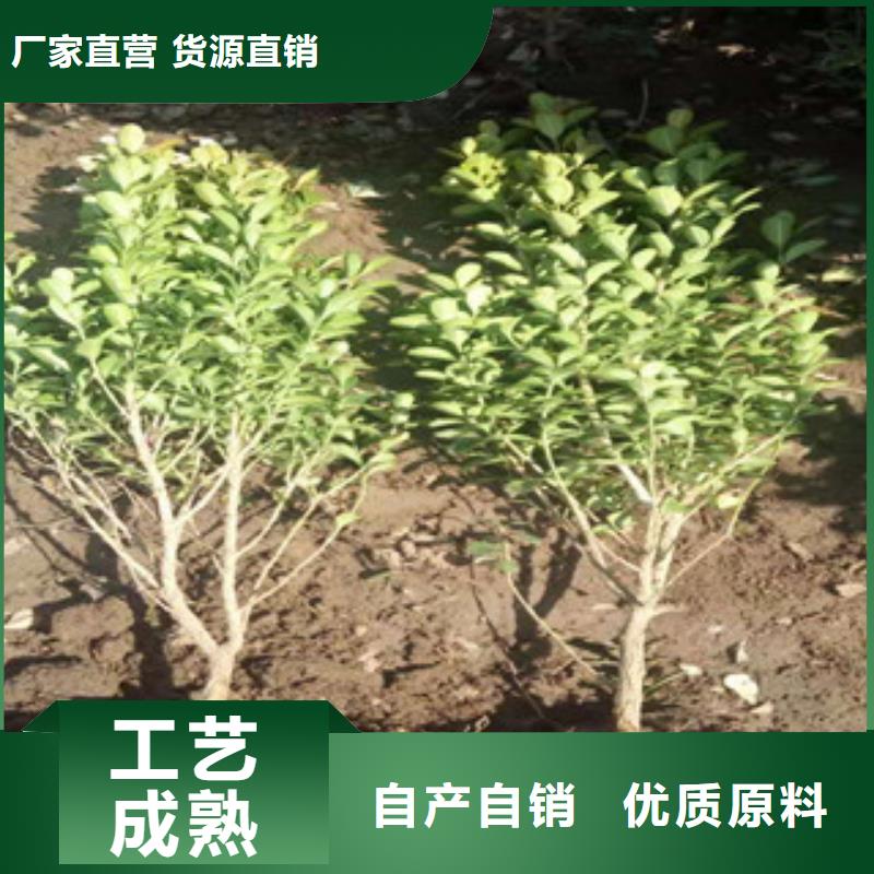 宿根花卉鲁冰花/粉黛乱子草追求细节品质