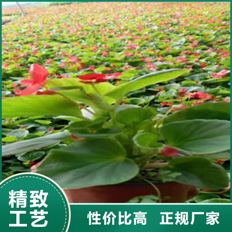 宿根花卉魯冰花/粉黛亂子草服務(wù)周到