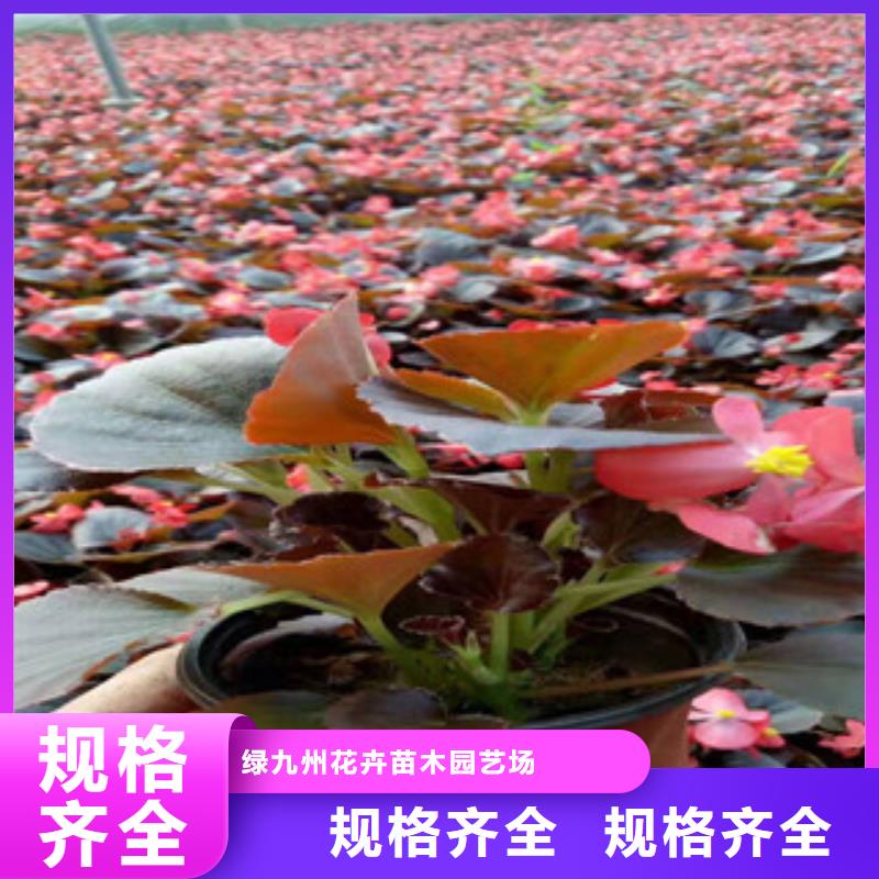 【宿根花卉耐寒耐旱草花基地專業(yè)生產(chǎn)團隊】