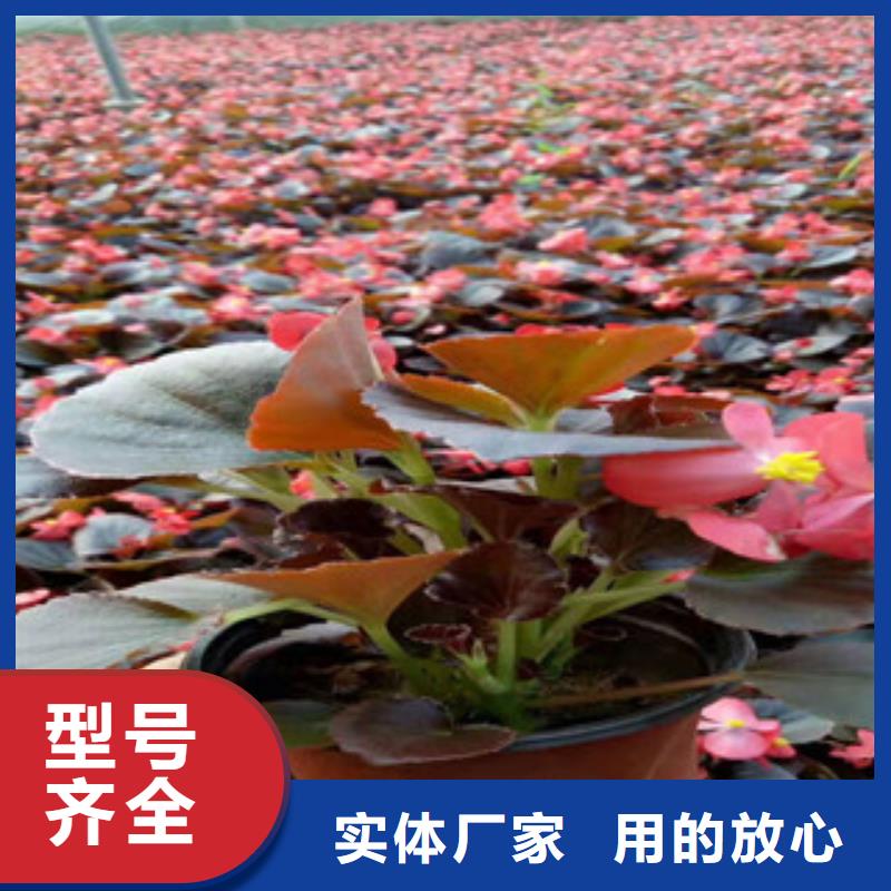 宿根花卉【花海景觀工程】質(zhì)優(yōu)價(jià)保