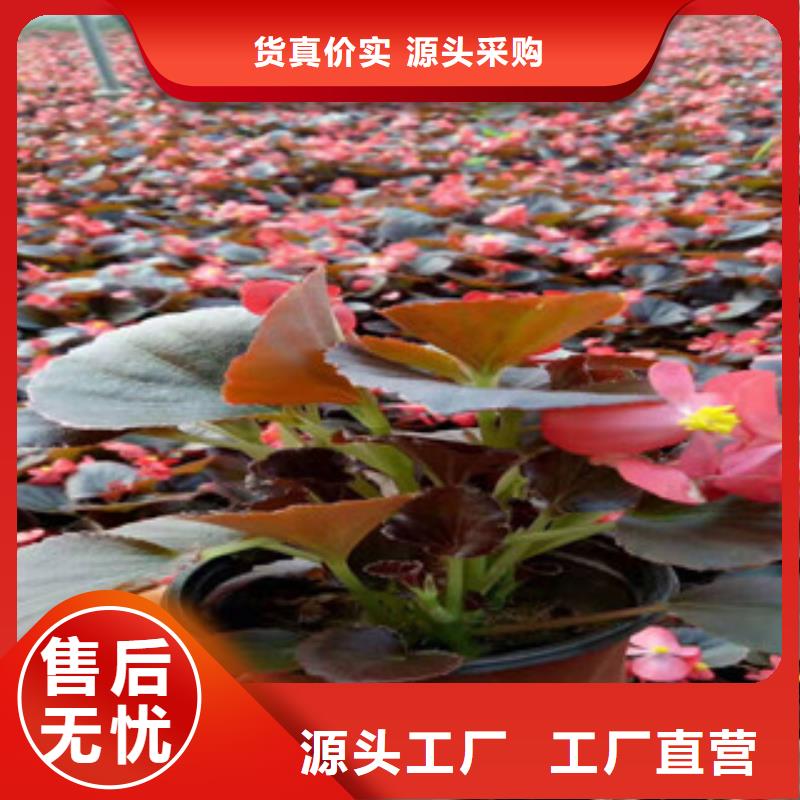 【宿根花卉耐寒耐旱草花基地量大从优】