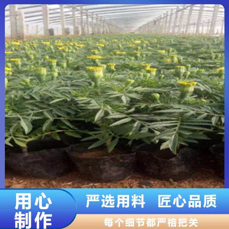 宿根花卉五一国庆草花批发现货