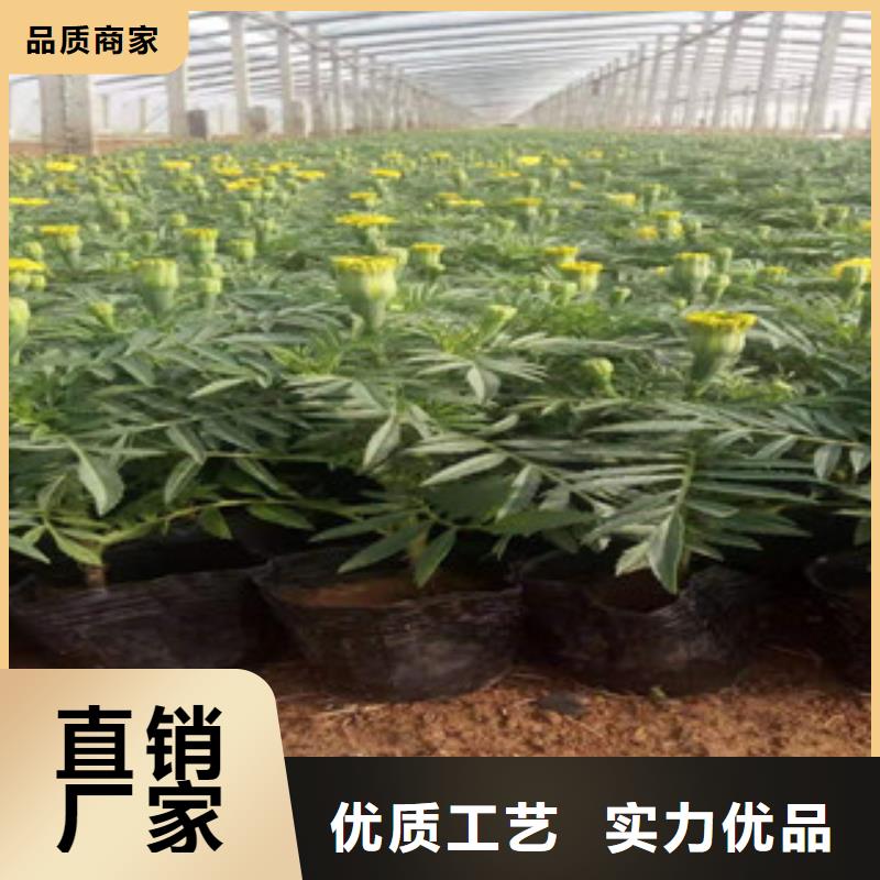 宿根花卉時令花卉/綠化草花價格庫存齊全廠家直供