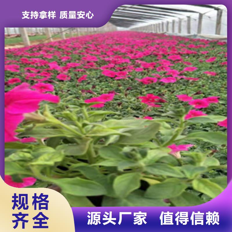 宿根花卉【花海景觀工程】質優價保