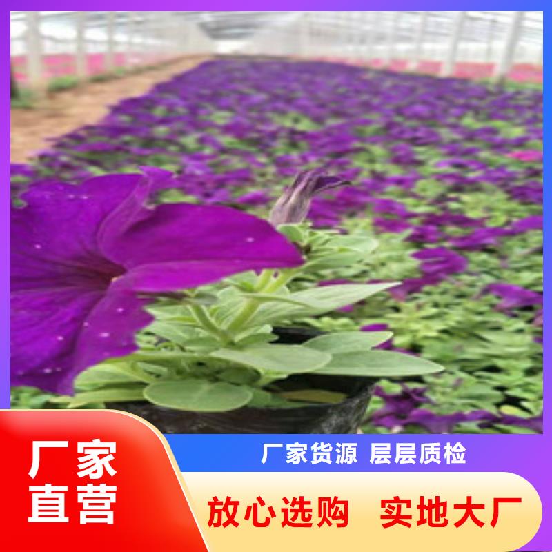 宿根花卉-五一國慶草花批發真材實料加工定制