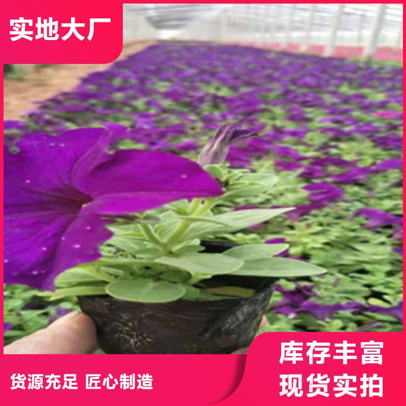 宿根花卉花海景觀工程批發供應