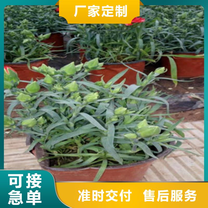 宿根花卉花海景觀工程好品質(zhì)用的放心