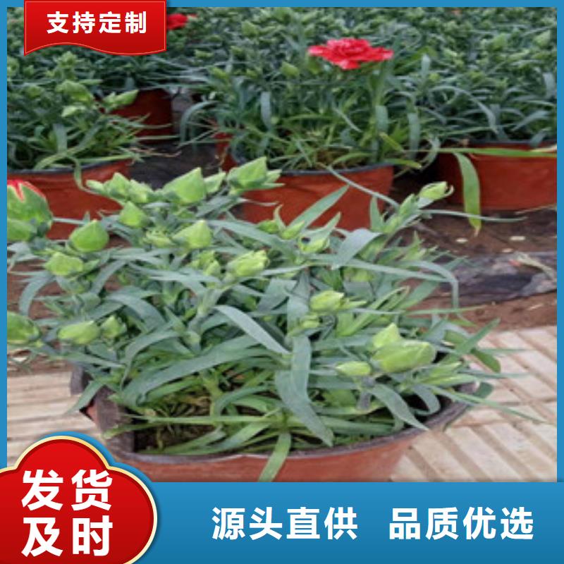 【宿根花卉耐寒耐旱草花基地品質保證】