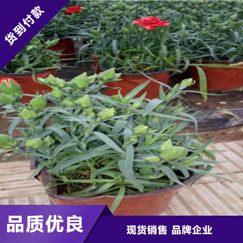 宿根花卉-【花海景觀工程】優(yōu)質(zhì)材料廠家直銷