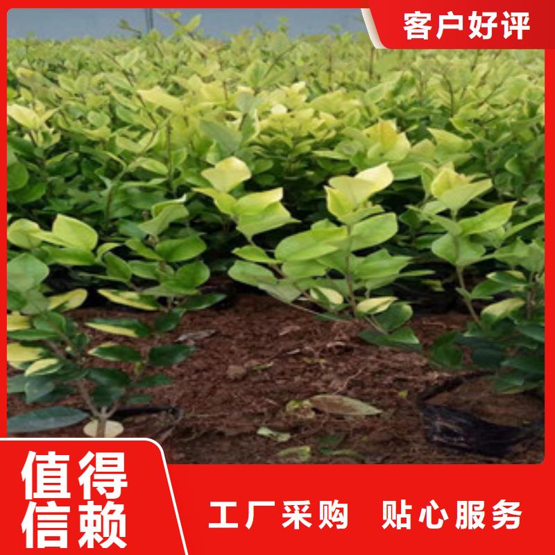 宿根花卉观赏草/蒲苇狼尾草高质量高信誉