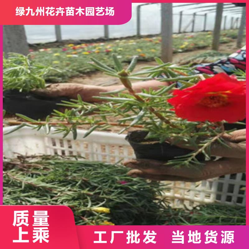 宿根花卉花海景觀工程免費(fèi)回電