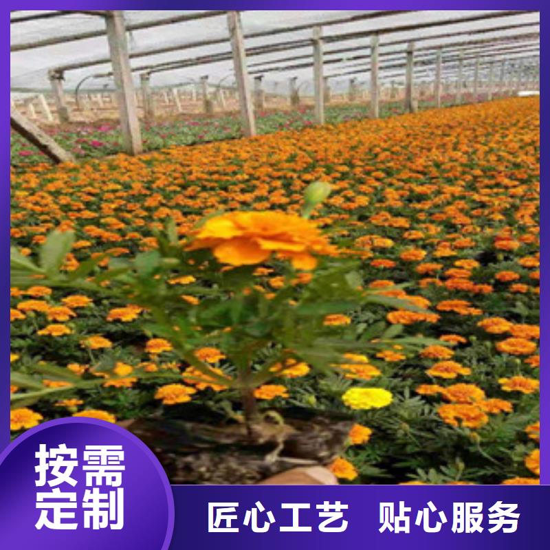 宿根花卉花海景观工程工厂自营