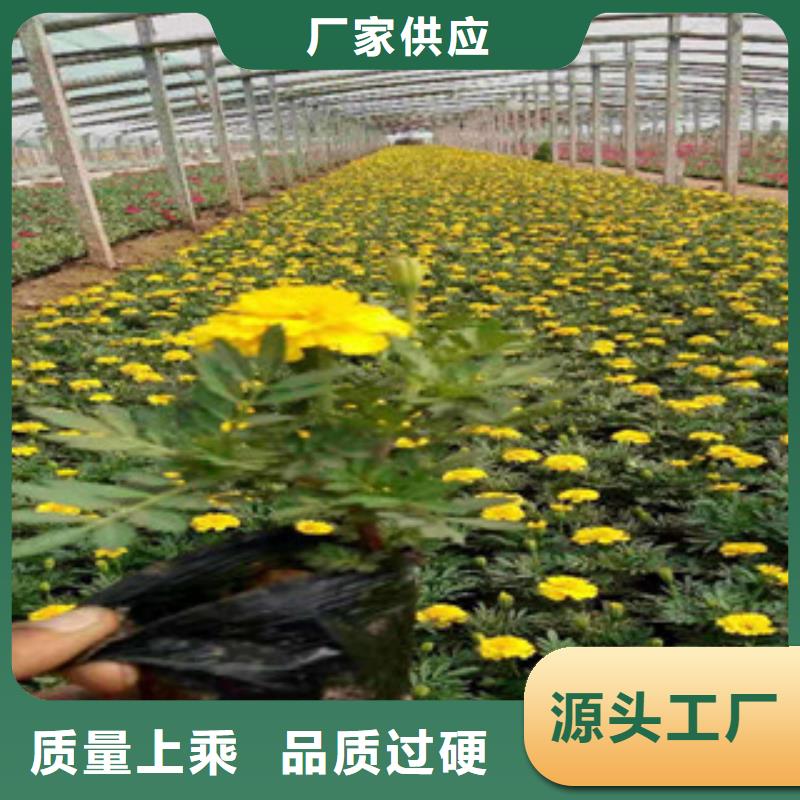 【宿根花卉耐寒耐旱草花基地量大從優】