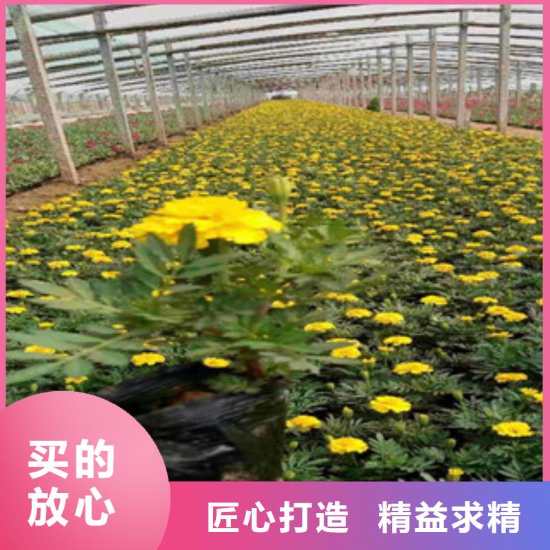 宿根花卉观赏草/蒲苇狼尾草交货准时