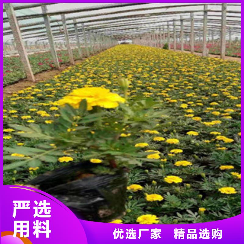 宿根花卉花海景觀工程好品質用的放心