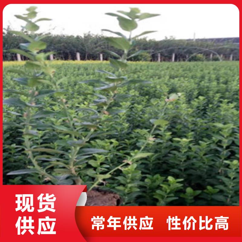 宿根花卉花海景观工程好品质用的放心