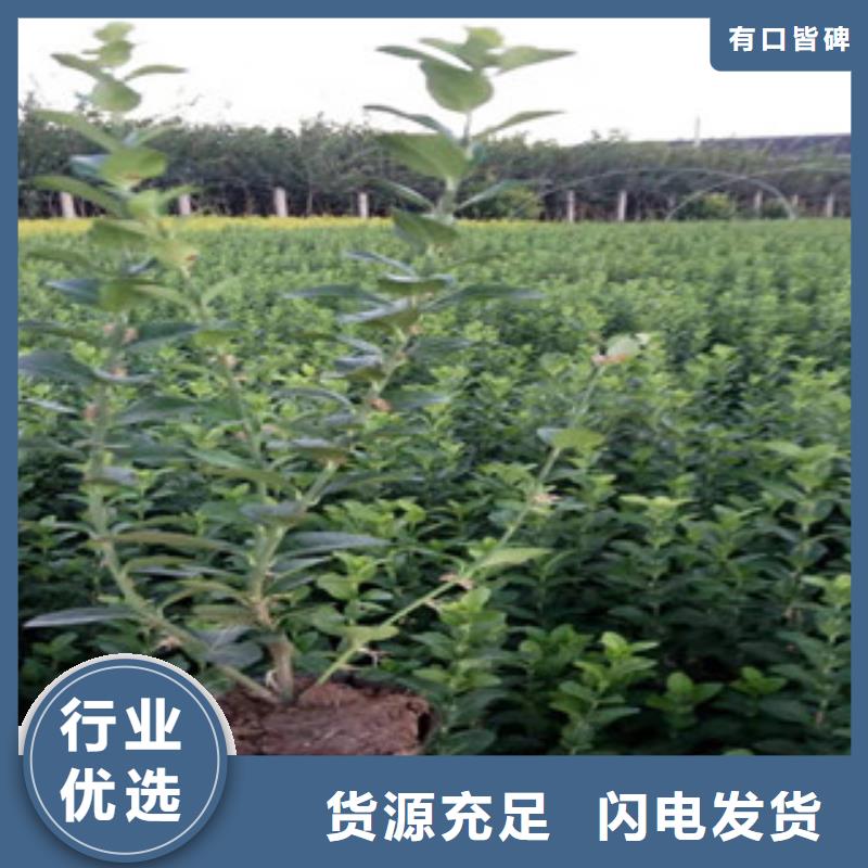 宿根花卉五一國慶草花批發(fā)隨心所欲定制