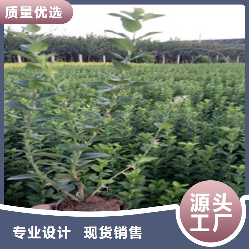 宿根花卉花海景觀工程好品質(zhì)用的放心