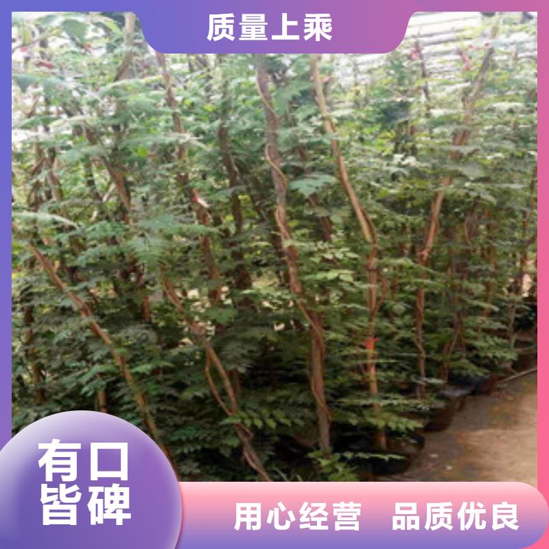 宿根花卉鲁冰花/粉黛乱子草追求细节品质