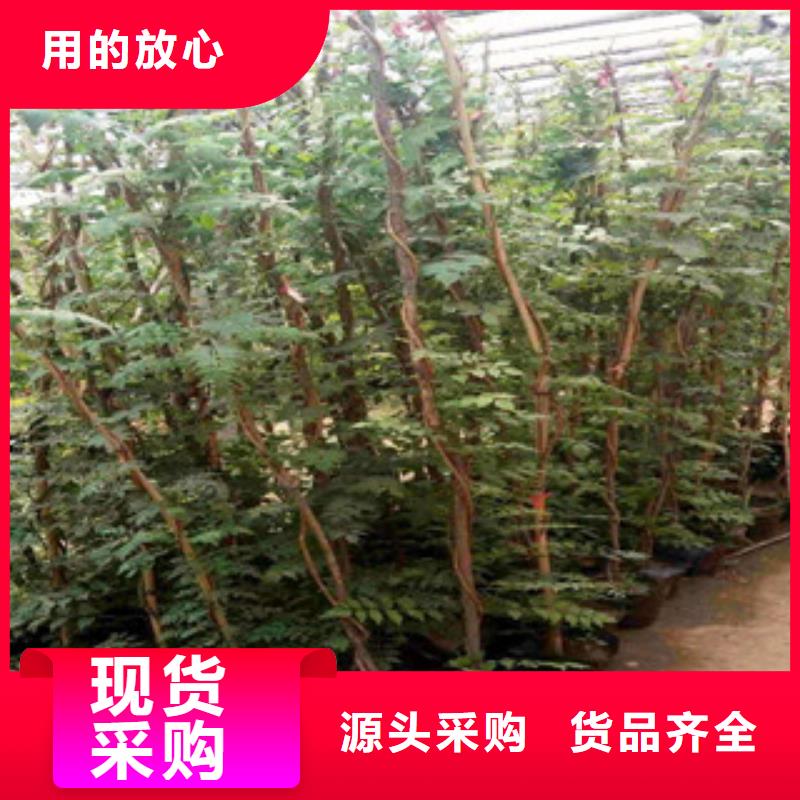 宿根花卉_柳叶马鞭草/薰衣草品牌大厂家