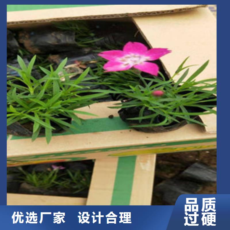 【宿根花卉鲁冰花/粉黛乱子草全新升级品质保障】