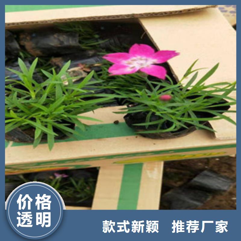 宿根花卉时令花卉/绿化草花价格从源头保证品质