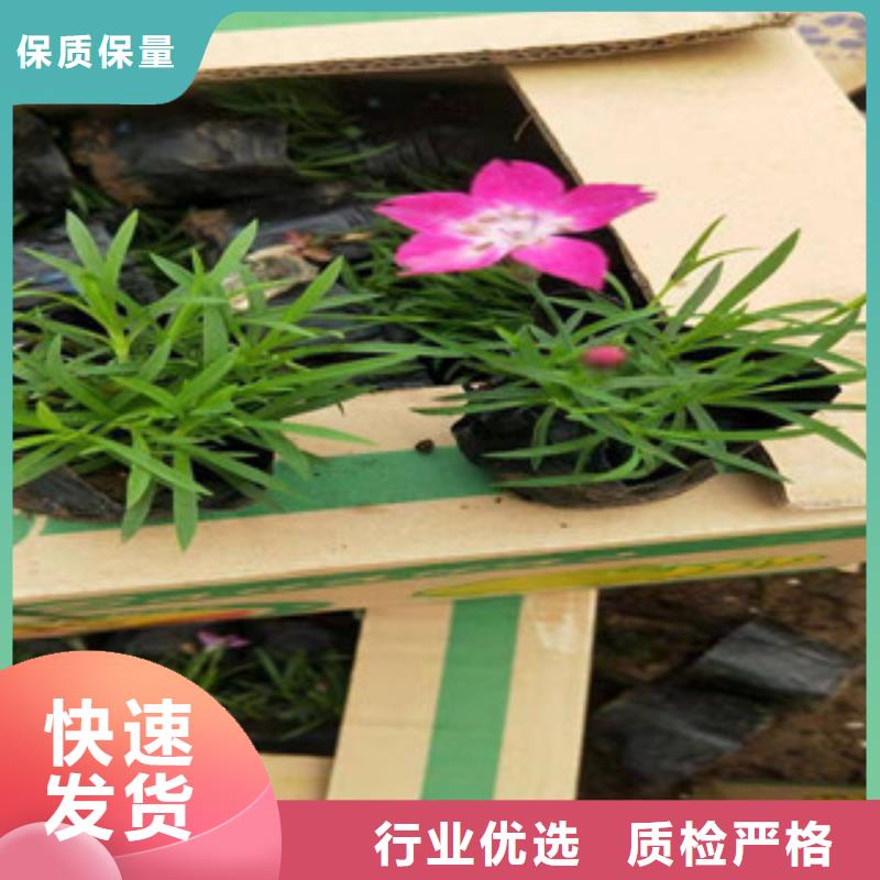 宿根花卉【花海景觀工程】質(zhì)優(yōu)價(jià)保