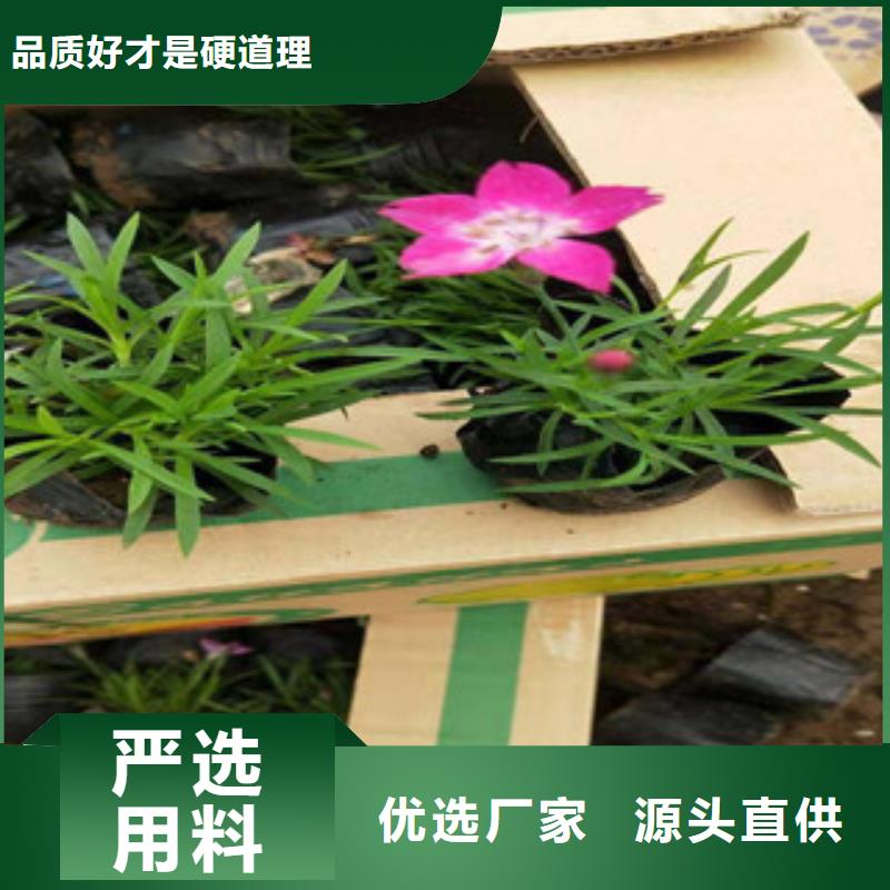 宿根花卉鲁冰花/粉黛乱子草厂家质量过硬