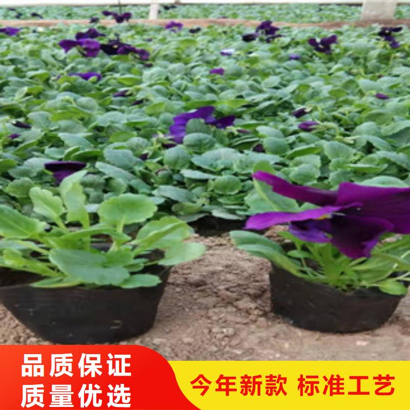 【宿根花卉耐寒耐旱草花基地款式新颖】