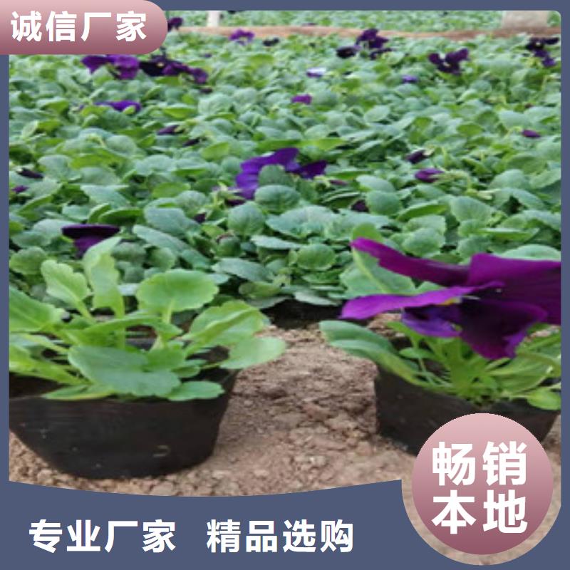 宿根花卉时令花卉/绿化草花价格库存齐全厂家直供