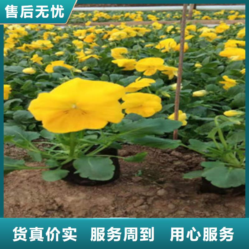 宿根花卉时令花卉/绿化草花价格库存齐全厂家直供