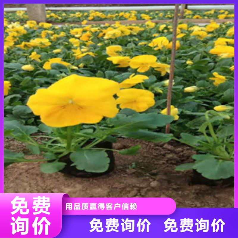 宿根花卉_宿根花卉基地现货充裕