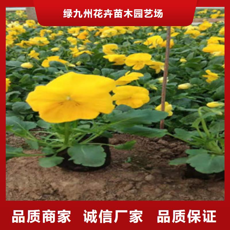 宿根花卉五一国庆草花批发支持大小批量采购