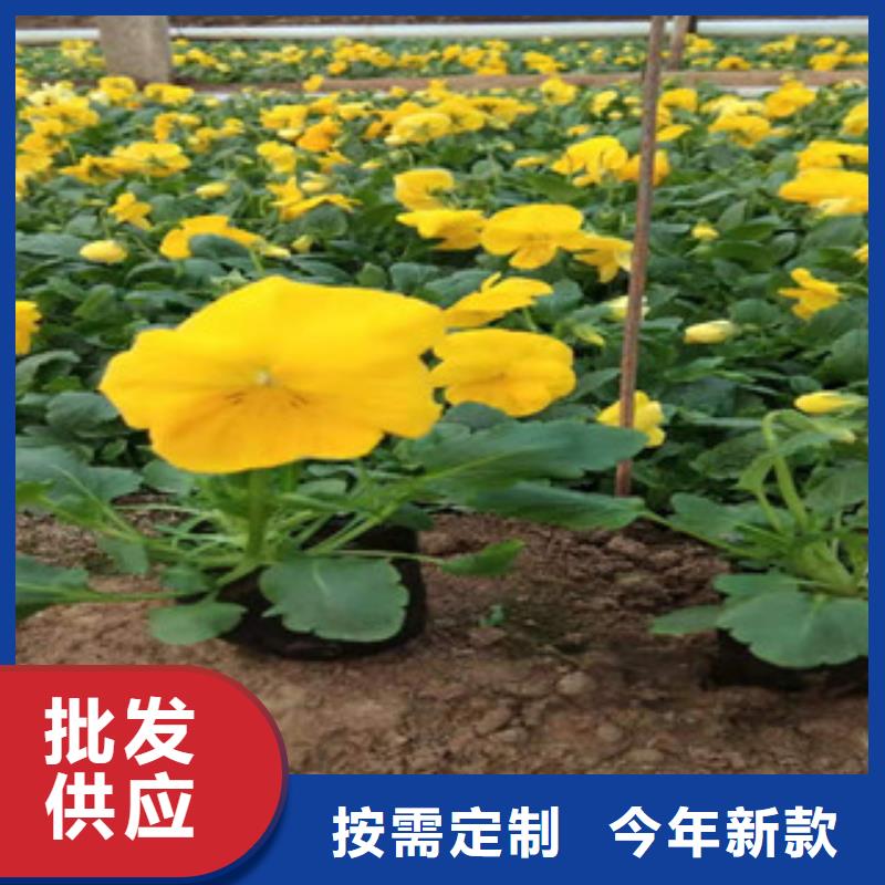 【宿根花卉花海景觀工程專業(yè)生產(chǎn)制造廠】